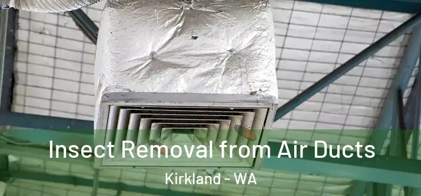 Insect Removal from Air Ducts Kirkland - WA